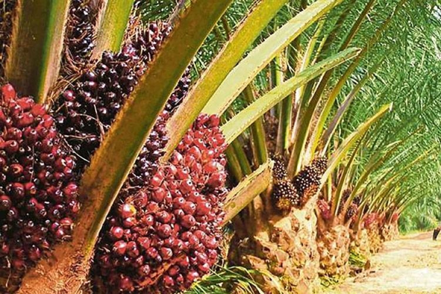 Ajaib! Harga CPO Melesat ke Level 3.700, Bos Sawit Full Senyum