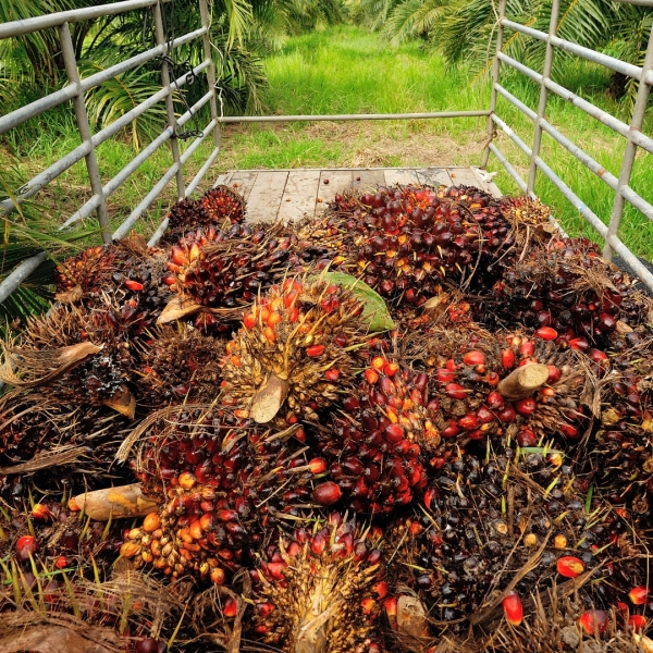 Bukan cuma jadi Minyak Goreng, Ini 'Segudang' Potensi Sawit