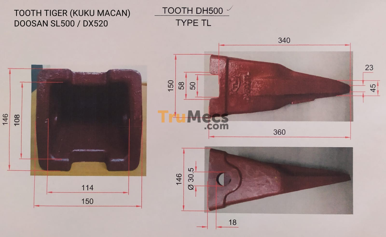 Jual Tooth Tiger (kuku Macan | Trumecs